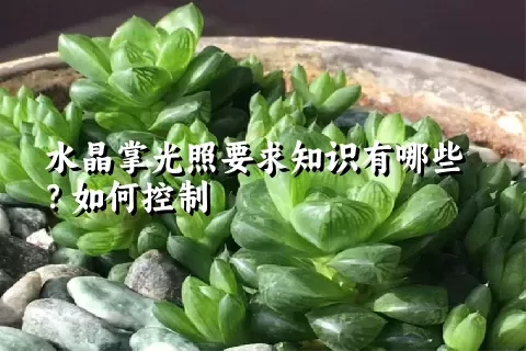 水晶掌光照要求知识有哪些？如何控制