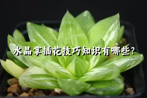 水晶掌插花技巧知识有哪些？