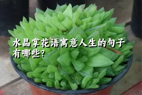 水晶掌花语寓意人生的句子有哪些？