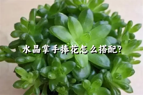 水晶掌手捧花怎么搭配？