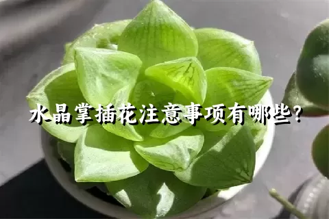 水晶掌插花注意事项有哪些？