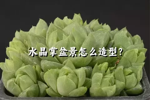 水晶掌盆景怎么造型？