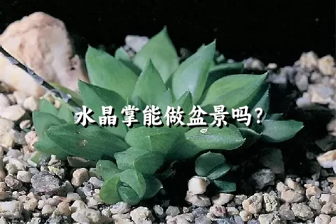 水晶掌能做盆景吗？