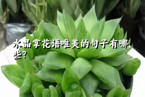 水晶掌花语唯美的句子有哪些？