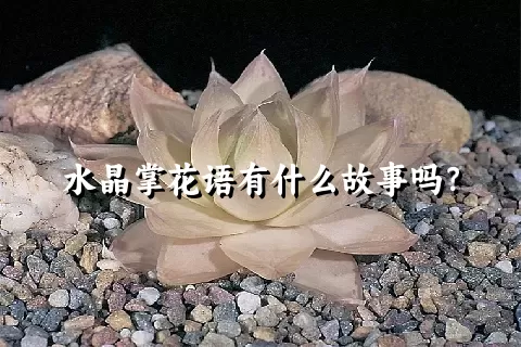 水晶掌花语有什么故事吗？