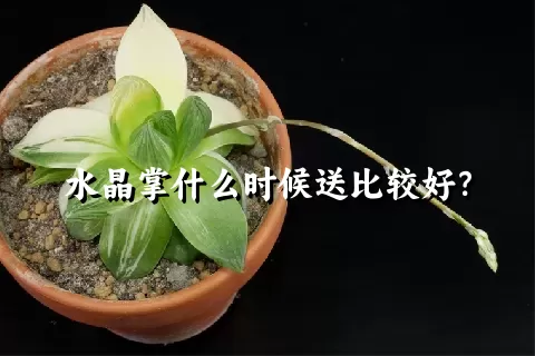 水晶掌什么时候送比较好？