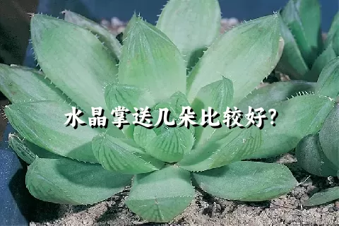 水晶掌送几朵比较好？