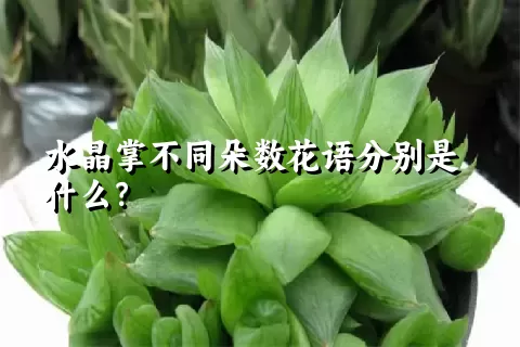 水晶掌不同朵数花语分别是什么？