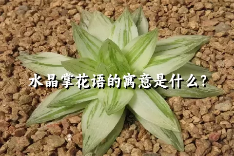 水晶掌花语的寓意是什么？