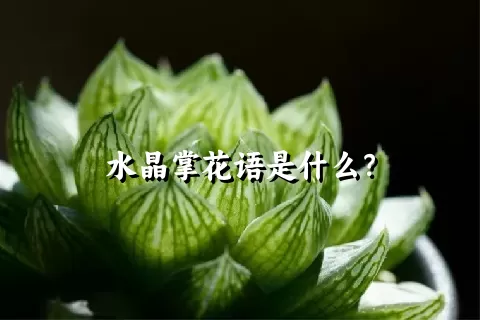 水晶掌花语是什么？