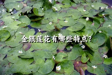 金银莲花有哪些特点？