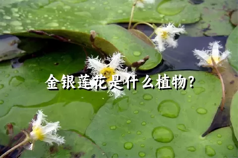 金银莲花是什么植物？