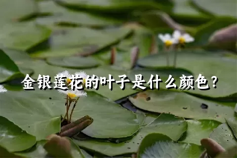 金银莲花的叶子是什么颜色？