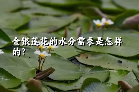 金银莲花的水分需求是怎样的？