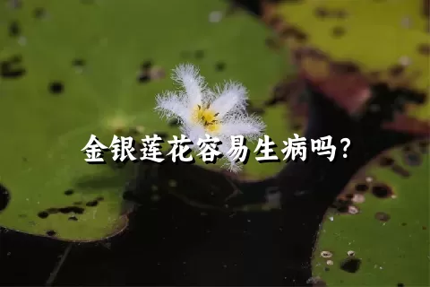 金银莲花容易生病吗？