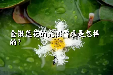 金银莲花的光照需求是怎样的？