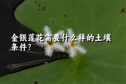 金银莲花需要什么样的土壤条件？