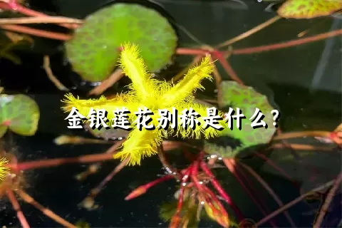 金银莲花别称是什么？