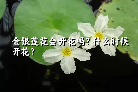 金银莲花会开花吗？什么时候开花？