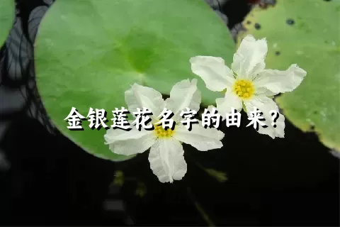 金银莲花名字的由来？