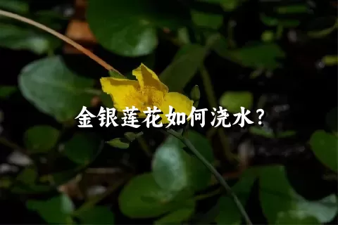 金银莲花如何浇水？