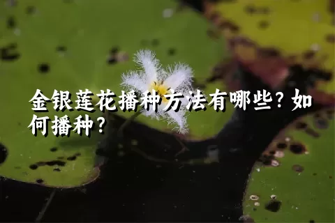 金银莲花播种方法有哪些？如何播种？