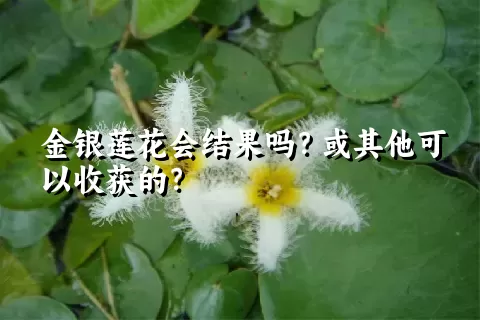 金银莲花会结果吗？或其他可以收获的？