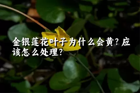 金银莲花叶子为什么会黄？应该怎么处理？