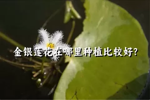 金银莲花在哪里种植比较好？