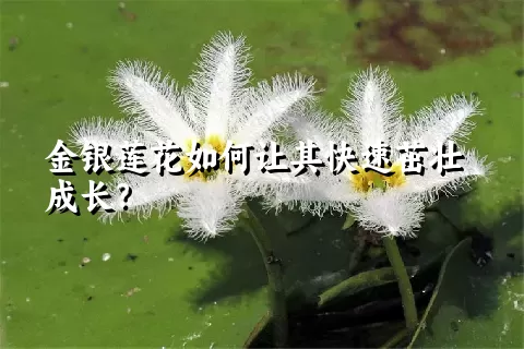 金银莲花如何让其快速茁壮成长？