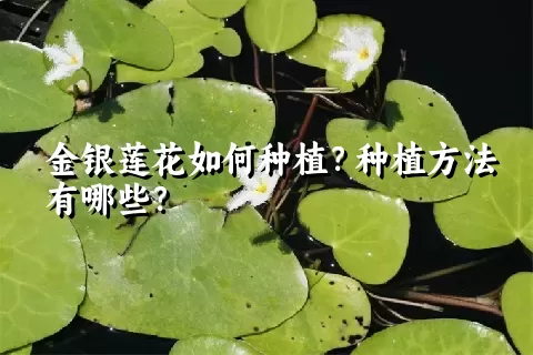 金银莲花如何种植？种植方法有哪些？