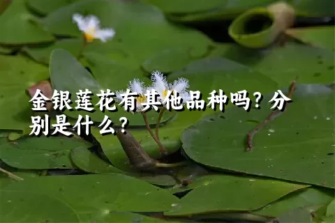 金银莲花有其他品种吗？分别是什么？