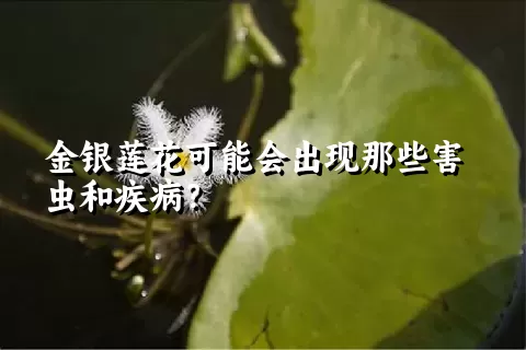 金银莲花可能会出现那些害虫和疾病？