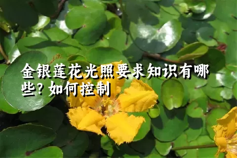 金银莲花光照要求知识有哪些？如何控制