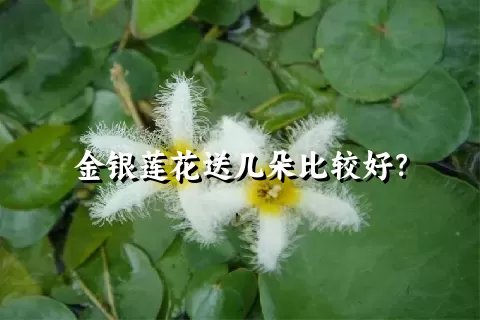 金银莲花送几朵比较好？