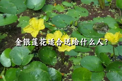 金银莲花适合送给什么人？