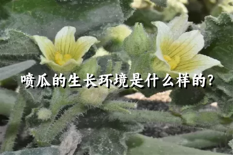 喷瓜的生长环境是什么样的？