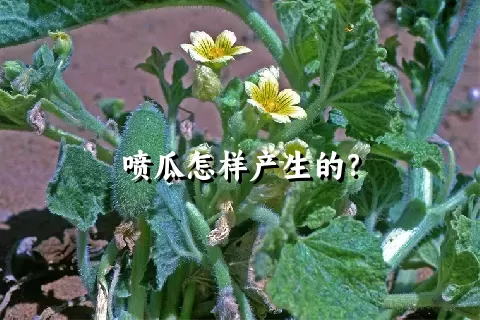 喷瓜怎样产生的？