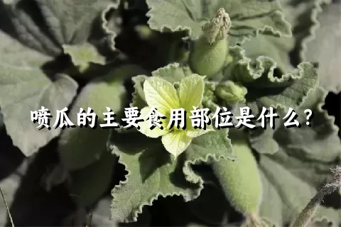 喷瓜的主要食用部位是什么？