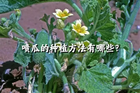 喷瓜的种植方法有哪些？