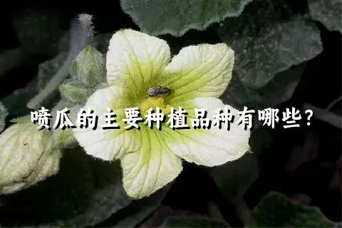 喷瓜的主要种植品种有哪些？