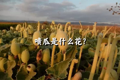 喷瓜是什么花？