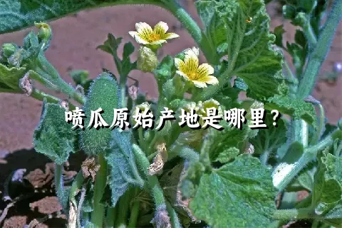 喷瓜原始产地是哪里？