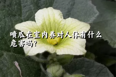 喷瓜在室内养对人体有什么危害吗？