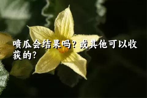 喷瓜会结果吗？或其他可以收获的？