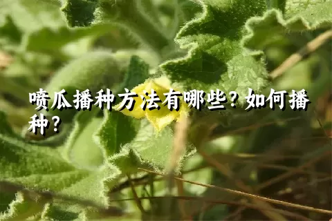 喷瓜播种方法有哪些？如何播种？