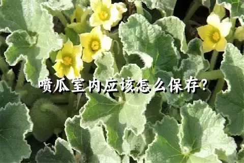 喷瓜室内应该怎么保存？