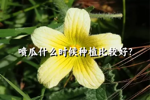 喷瓜什么时候种植比较好？