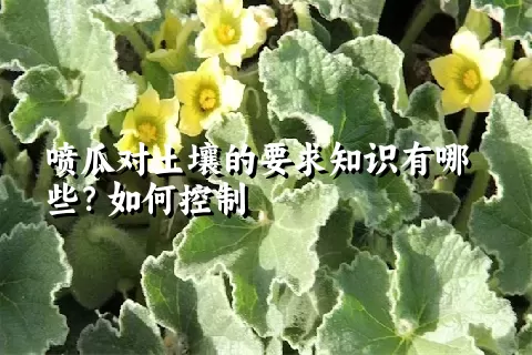 喷瓜对土壤的要求知识有哪些？如何控制