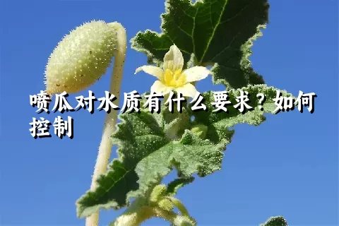 喷瓜对水质有什么要求？如何控制